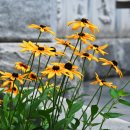 루드베키아 이미지