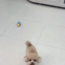 빵이펫살롱 이미지