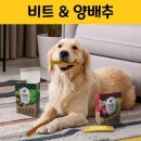 비트덴탈 이미지