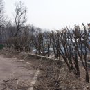 현충탑진입로 이미지