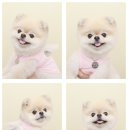 쥬뗌몽슈 이미지