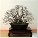 신단수