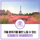 인천 서구 대표 가을 여행지! 핑크뮬리가 만개했던 드림파크 야생화단지 방문 후기