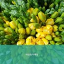 매일꽃직매장