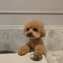 봄가을 애견미용 이미지