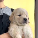 황금애견 | 공주강아지 골든리트리버 분양 — 대전 동양 애견에서 만난 황금빛 가족