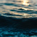 완도의 맛집 이미지