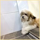 꼬숑 | 목감에서 만난 사랑스러운 꼬숑, 퍼피에몽 후기