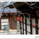 석양경로당 Daum카페