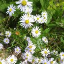 쑥부쟁이 이미지