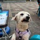 댕굴 댕굴 이미지