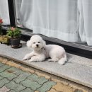 밍도락 이미지