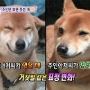 웃는강아지 이미지