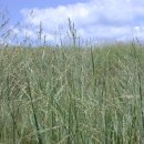 스위치그라스(Switchgrass, 큰개기장)