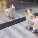 멍실 | 금천동애견유치원 호텔링 후기, 여행 안심!