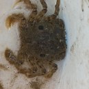 아유란농원 이미지