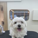 네추럴 그루밍 이미지