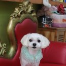 올리브 애견 이미지