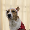 포에버퍼피 이미지