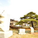 상주 낙화담 소나무 이미지
