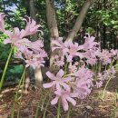 불갑사관광지 이미지