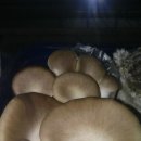 함박농장 이미지