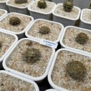 선인농장 이미지