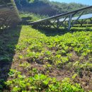 영양태양광발전소 이미지