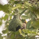 Baya Weaver 이미지