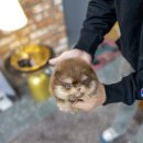 일산 강아지분양 스마트독 이미지