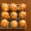 계란판 활용법 5가지 이미지