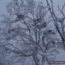 한라산 (어리목-윗세오름-영실) 이미지