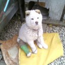 뭉치농장 이미지