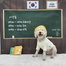 우리개 집보다 유치원 좋아함, 나보다 원장님 좋아함.