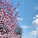 Blossom for you 이미지