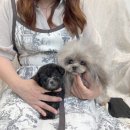 푸들사랑 이미지