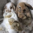 (주)돼지와 건강 이미지