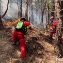 산불 벌써 194건, 평년의 1.5배…'동해 산불 악몽'에 총력전 이미지