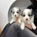 퓨어펫 강아지분양 고양이분양 울산점 | 분양이 아닌, 가족을 맞이한 특별한 기억