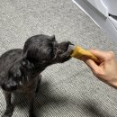 멍냥이방앗간 이미지