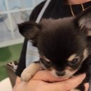 부산강아지분양 테디럽 명지본점 이미지