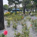 앞 교통섬 이미지