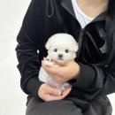 야옹아멍멍해봐강아지고양이삼각점