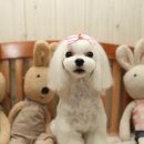 몽퍼피 이미지