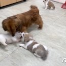 장군이켄넬 이미지