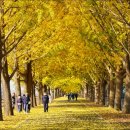 은행나무길 이미지