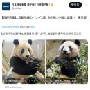 일본) 우에노 판다 &#39;리리&#39;,&#39;신신&#39; 9월말 중국 반환 기사 🐼 이미지