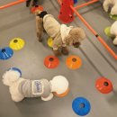 헬로멍뭉 이미지