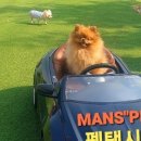 맨즈펫 이미지