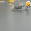 마조르댕 이미지